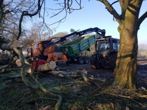 Beech tree take down 