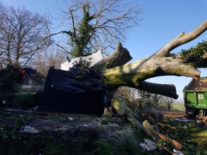 Beech tree take down 