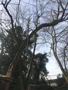 Tree take down in Corsham