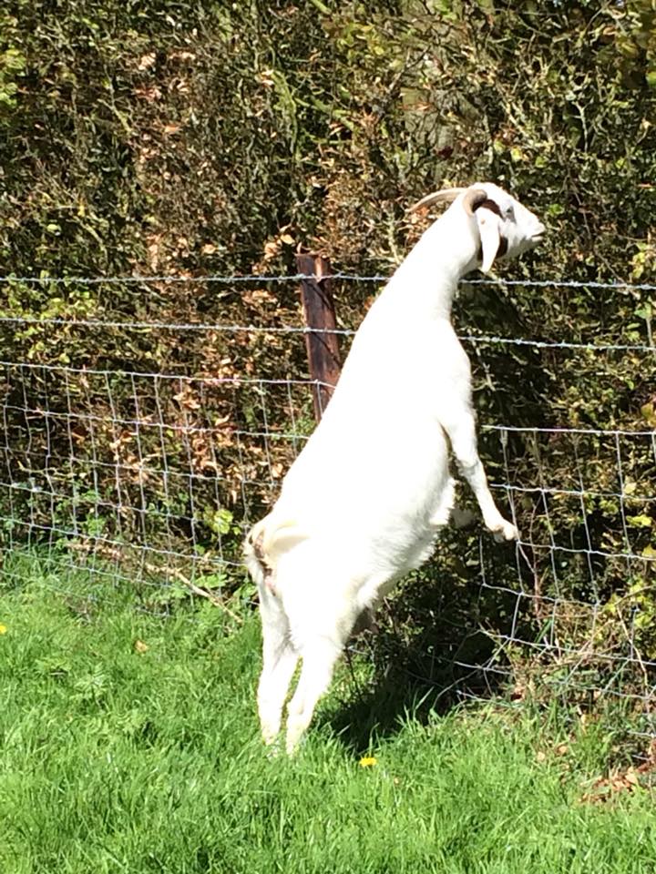 Fence replacement near Avebury for Noremead 4