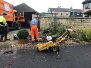 walnut tree take down tidy up