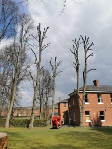 Pollarding 98 lime trees in Tidworth