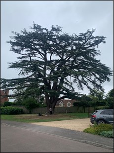 100ft Cedar of Lebanon Tree that Conservation Contractors had been tasked to remove