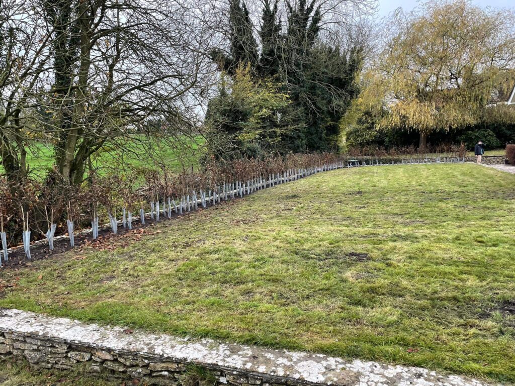 Hornbeam-hedging-in-Avebury-Trusloe