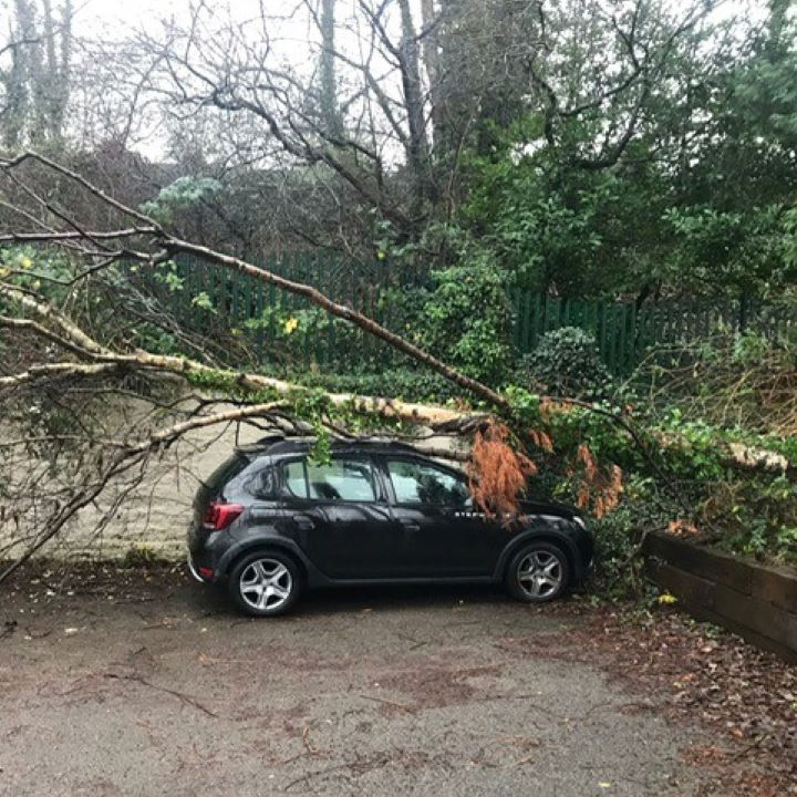 Bea tree down in car park