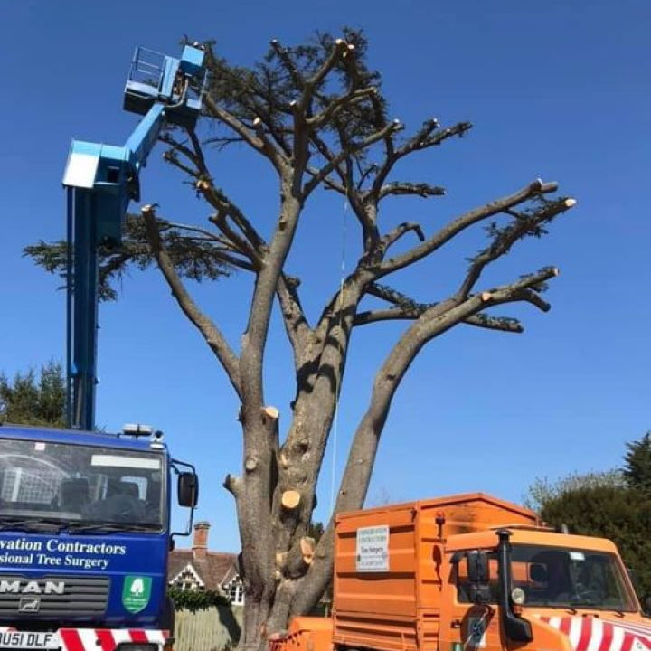 Removal of 100 ft Cedar of Lebanon in Worton