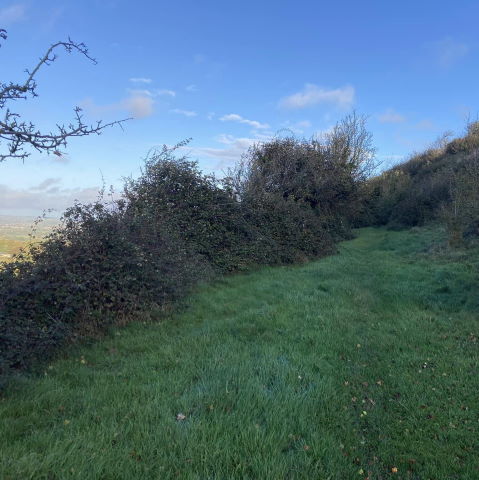 Mulching Scrub for the National Trust on Cley Hill, Warminster