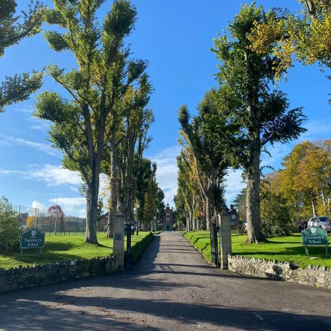 The same avenue of limes in West Lavington after a season’s growth.