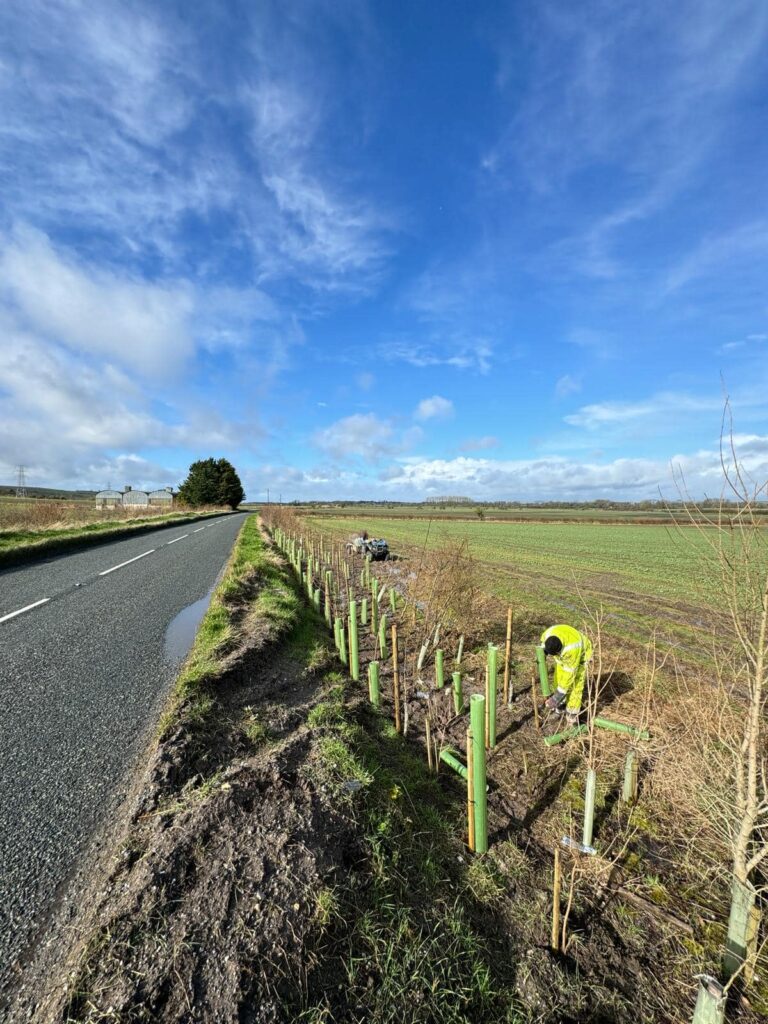 hedge replacement following storm damage