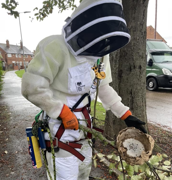 Removal of Asian Hornets nest