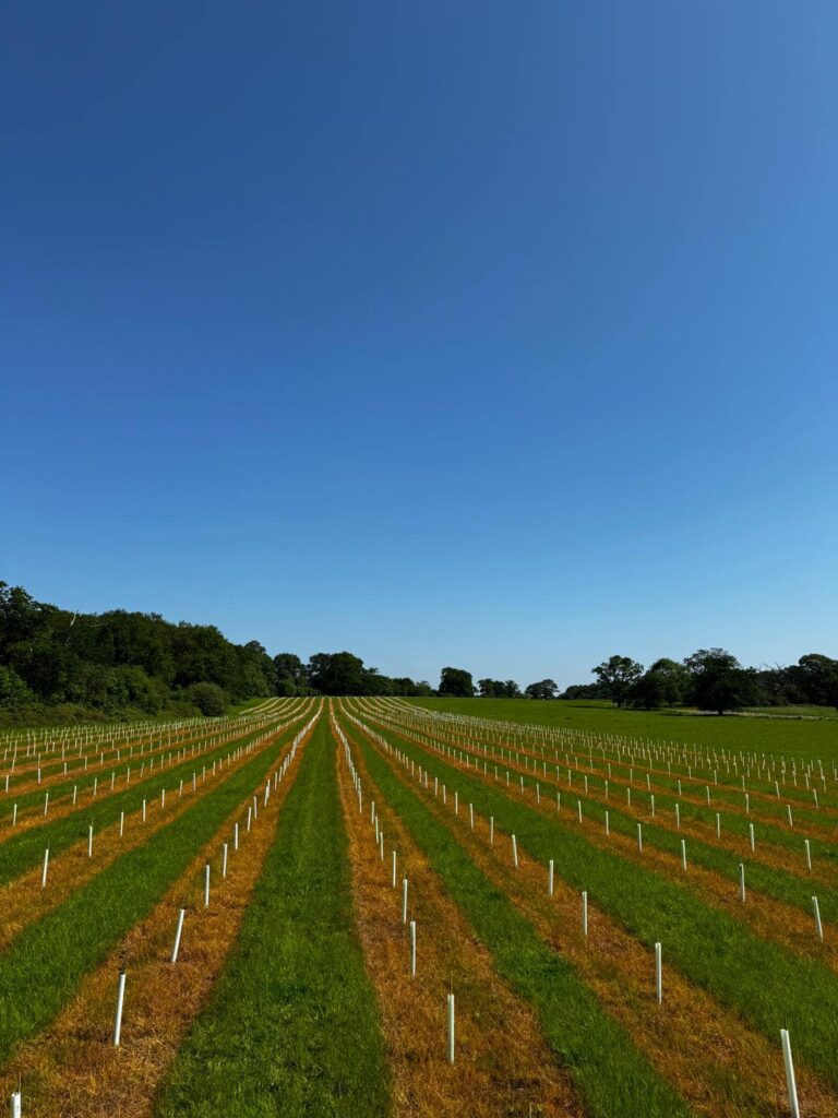 Tad's spraying of young trees in Hampshire gives them the best start