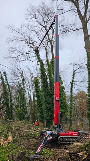 Tree surgery on poplar trees in Aldershot