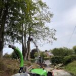 Dismantle of a multi stem beech tree at Edington