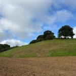 Gorse control with the robo flail