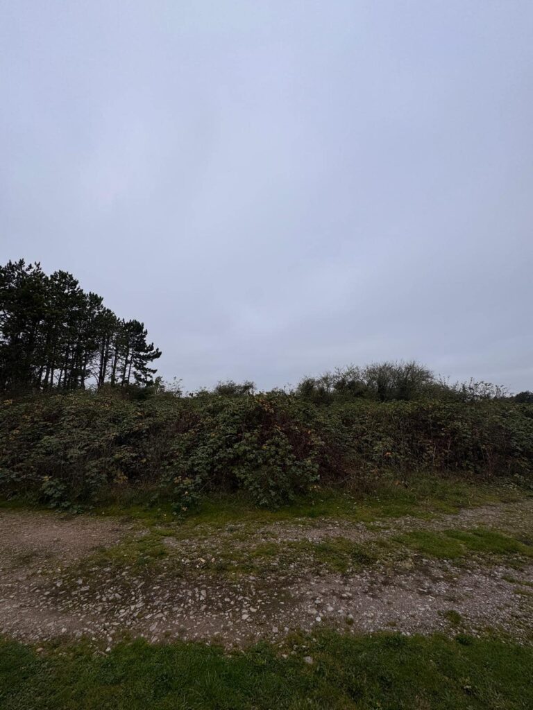 Clearing bramble and dense scrub on the Mendips