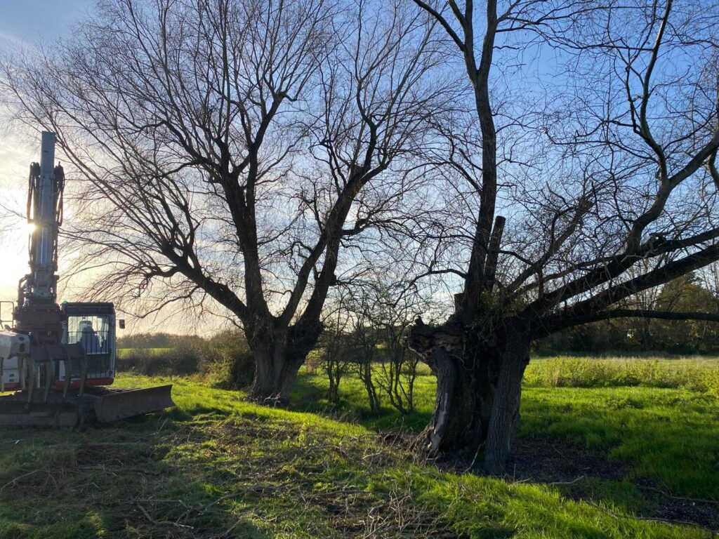 pollarding willow trees along a watercourse