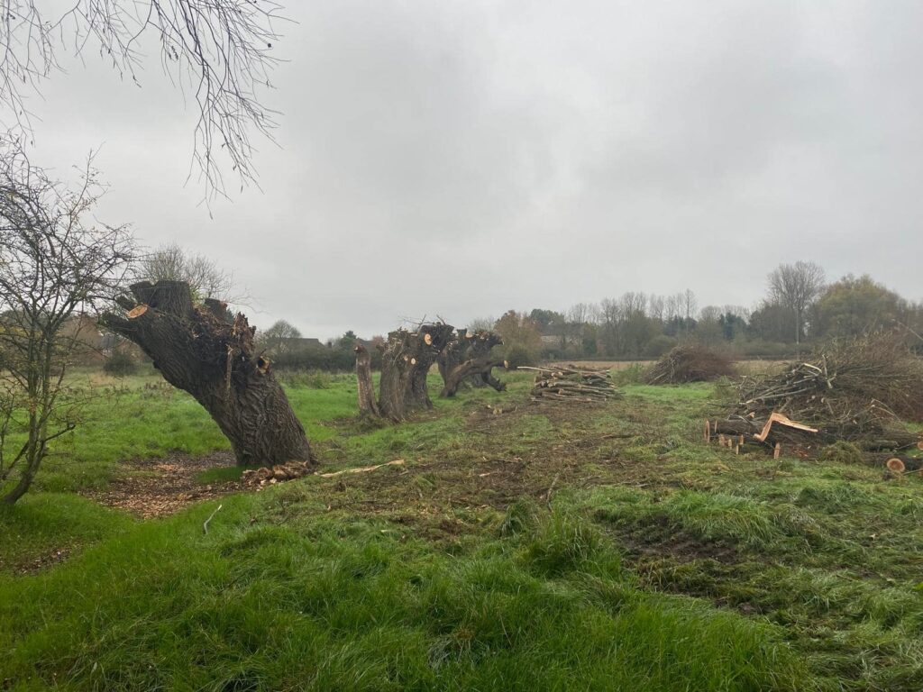 pollarding willow trees along a watercourse